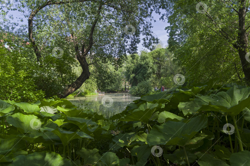 Скачать Пруд в парке фотосток Ozero