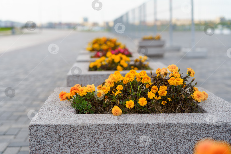 Скачать желтые цветы на клумбах на тротуаре в городе фотосток Ozero