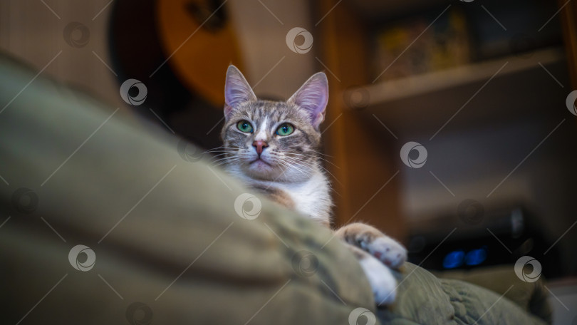 Скачать Грациозная кошка на диване у себя дома фотосток Ozero