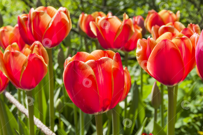 Скачать Красивые ярко-красные тюльпаны фотосток Ozero