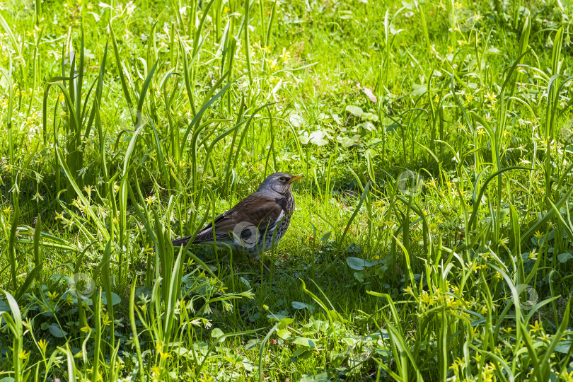 Скачать Полевая птица (Turdus pilaris) в траве. фотосток Ozero