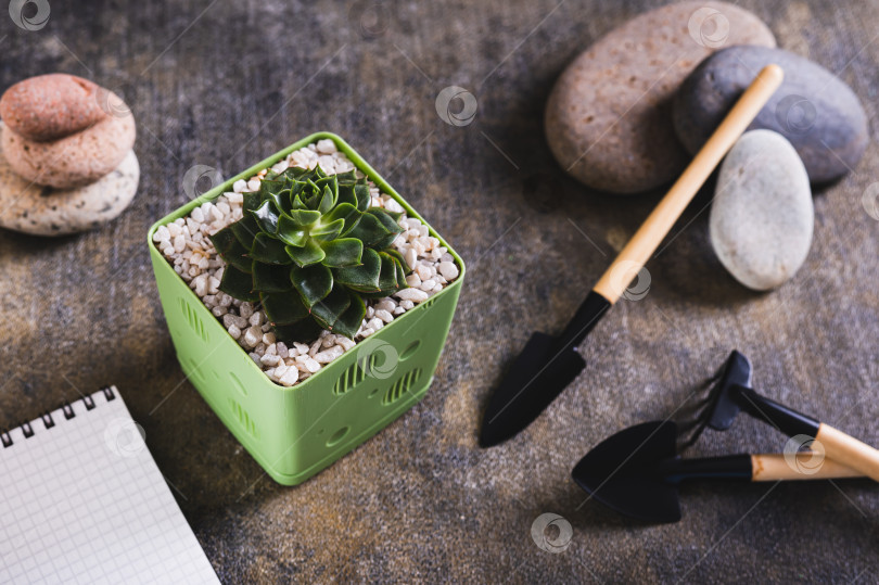 Скачать Суккулентное растение, домашние садовые инструменты, блокнот и камни на столе фотосток Ozero