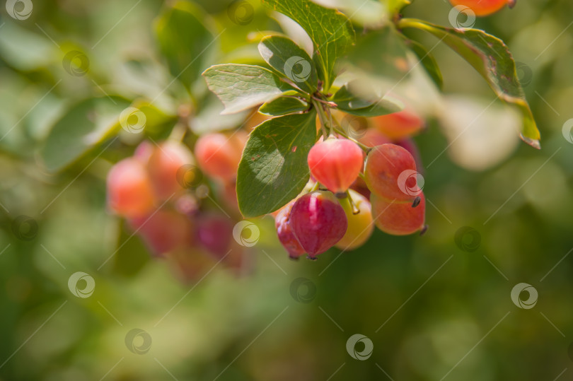 Скачать Плоды ягоды Барбарис в начале лета, дикорастущий кустарник барбариса фотосток Ozero