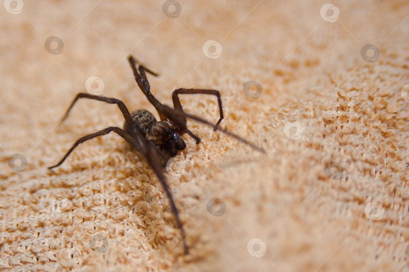 Скачать Домашний паук Tegenaria domestica - это вид пауков из семейства паутинных воронкообразных (Agelenidae), близкий родственник американского домашнего паука Tegenaria agrestis. фотосток Ozero
