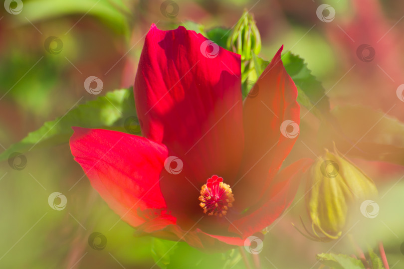 Скачать Бутон красного цветка, макрофото тычинки цветка. фотосток Ozero