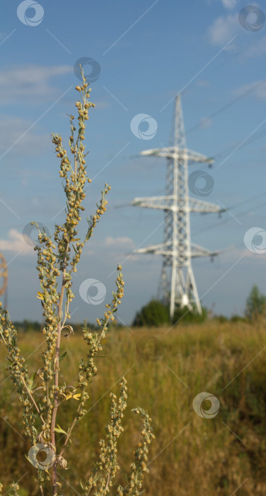 Скачать куст полыни в поле фотосток Ozero