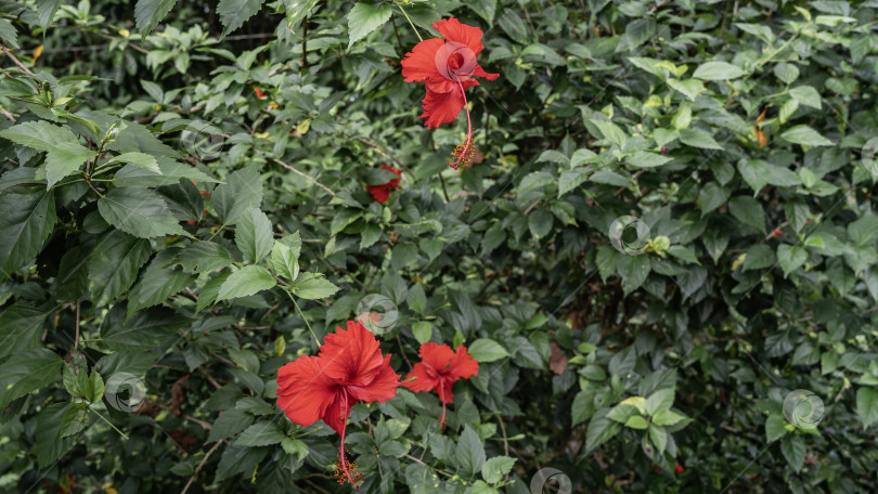 Скачать Красивый красный гибискус на фоне пышных зеленых листьев. фотосток Ozero