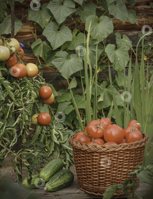 Скачать Сбор урожая помидоров и огурцов на загородном огороде фотосток Ozero