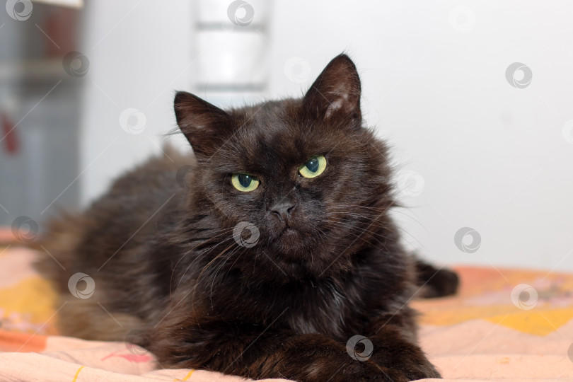 Скачать Гладкий черный кот с ярко-зелеными глазами уютно развалился на кровати фотосток Ozero