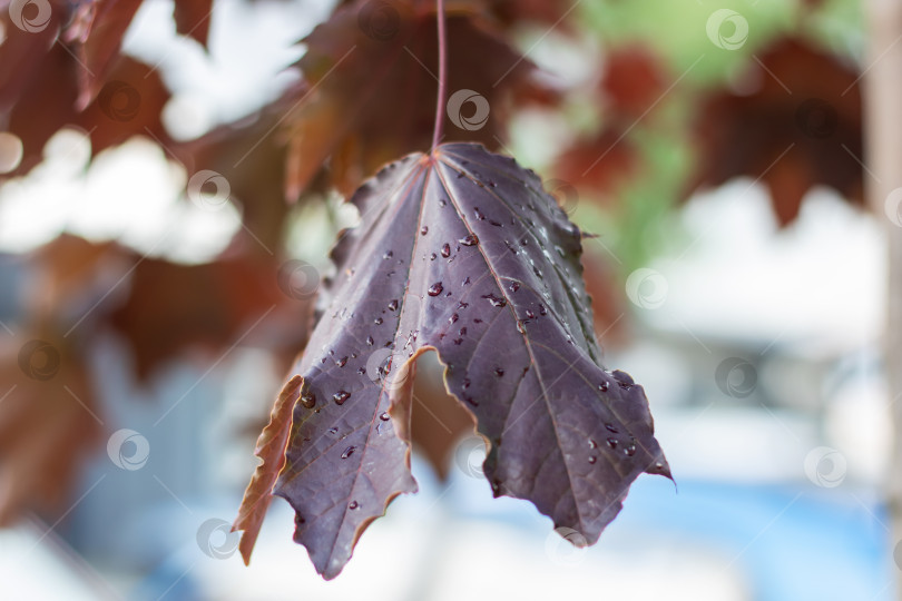 Скачать Фиолетовый лист свисает с ветки дерева, отражая зиму и макросъемку фотосток Ozero
