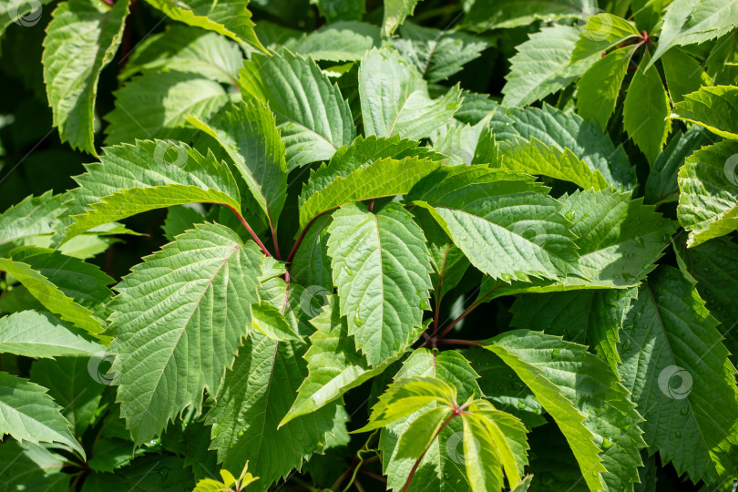 Скачать Детальный вид наземного растения с обильными зелеными листьями фотосток Ozero
