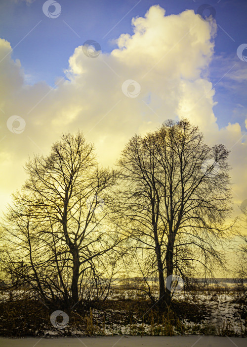 Скачать Силуэты деревьев, сбросивших листву на берегу пруда под осенне-голубым небом с кучевыми облаками фотосток Ozero