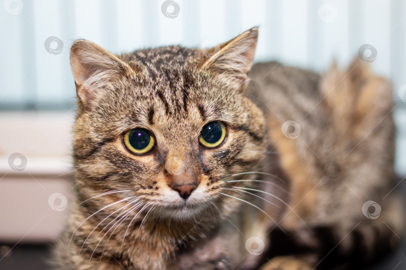 Скачать Крупный план кошки с яркими желтыми глазами, смотрящей в камеру фотосток Ozero