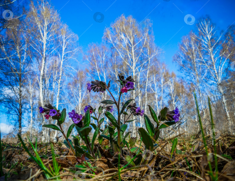 Скачать Пульмонария лекарственная. Первые цветы фотосток Ozero