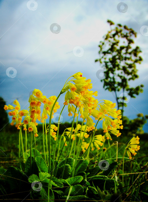 Скачать Первоцветы Primula Veris фотосток Ozero