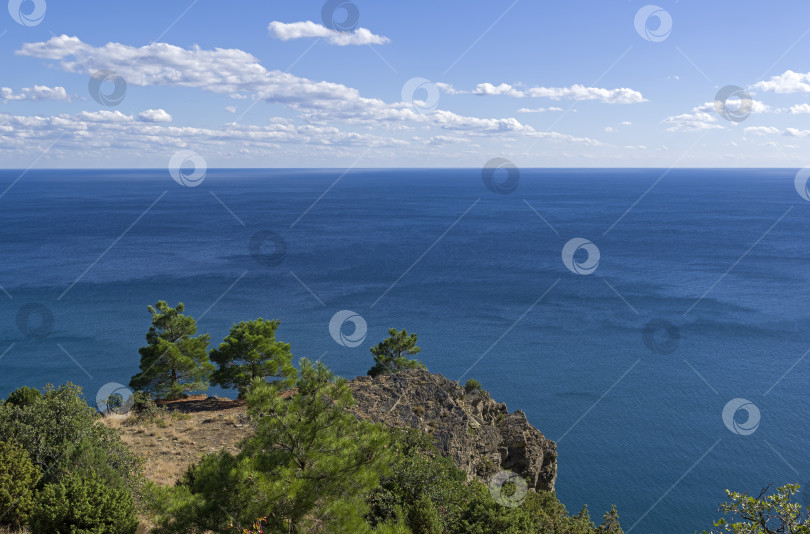 Скачать Реликтовые сосны и можжевельник на крутом морском берегу. фотосток Ozero