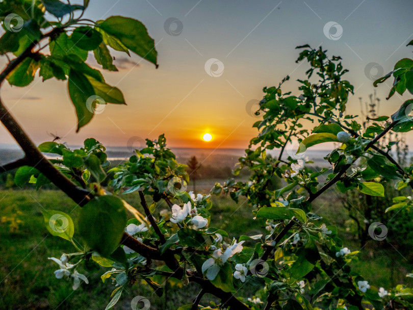 Скачать Цветущая яблоня на восходе солнца фотосток Ozero