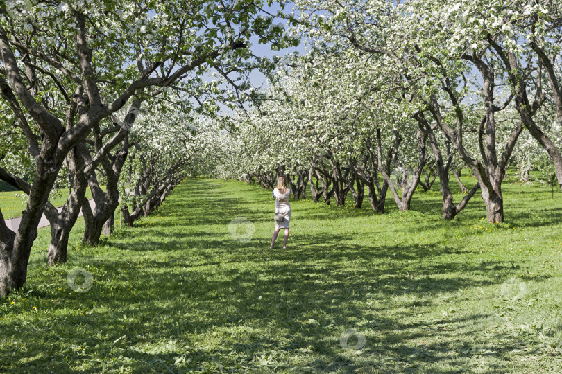 Скачать Одинокая девушка в цветущем старом яблоневом саду. фотосток Ozero
