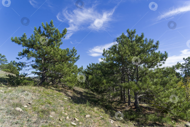 Скачать Лес из реликтовых сосен на склоне горы. фотосток Ozero