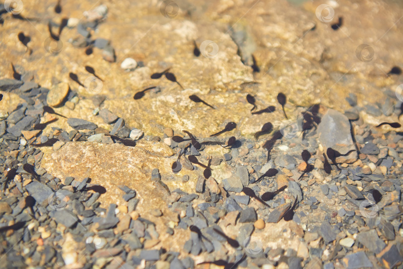Скачать Маленькие головастики - это будущие лягушки в прозрачной воде озера или пруда. фотосток Ozero