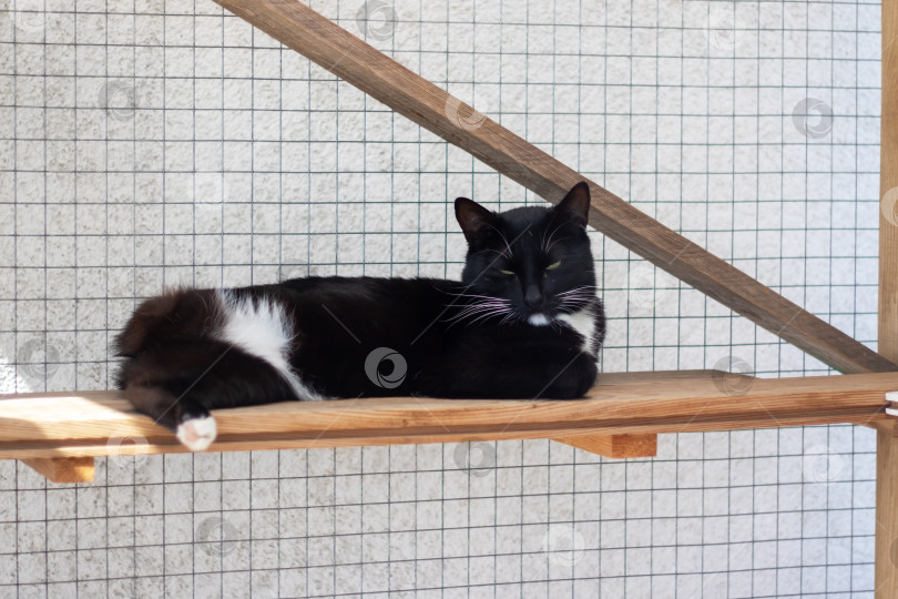 Скачать Черно-белая кошка отдыхает на деревянной полке у окна фотосток Ozero