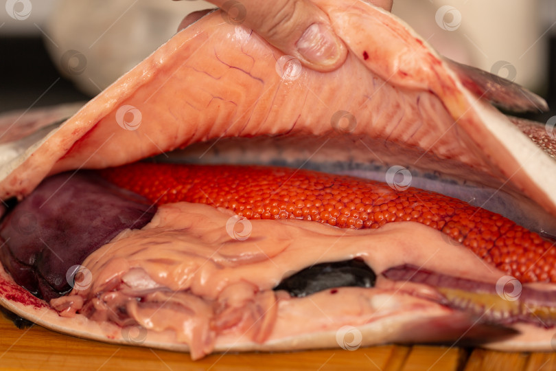 Скачать Разделанная форель, свежая рыба с икрой фотосток Ozero