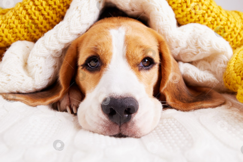 Скачать Собака породы бигль лежит на кровати под вязаными одеялами фотосток Ozero