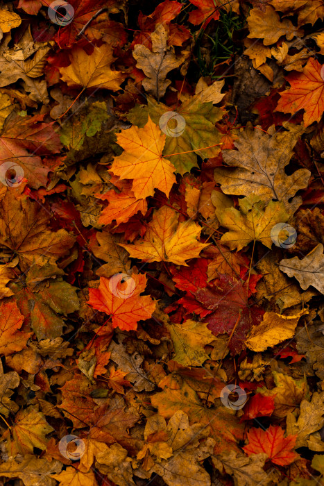 Скачать много осенних красочных кленовых листьев на текстурном фоне фотосток Ozero
