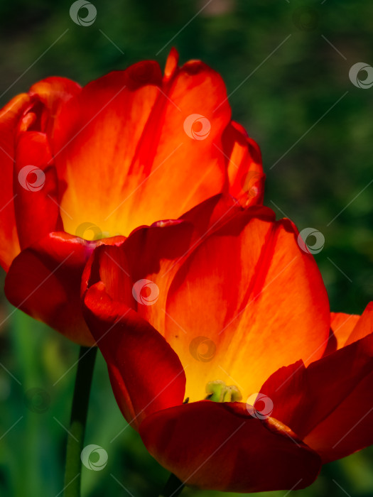 Скачать красные тюльпаны в саду при ярком солнечном свете фотосток Ozero