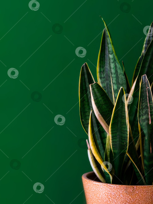 Скачать комнатное растение Сансевиерия трехполосная в горшке на минималистичном зеленом фоне фотосток Ozero