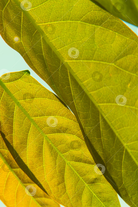 Скачать Осенняя желтая листва в солнечном свете фотосток Ozero