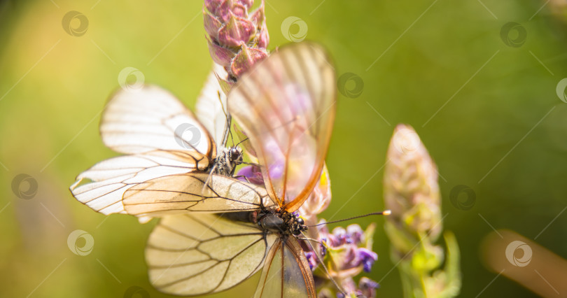 Скачать бабочка с белыми крыльями собирает пыльцу с цветка фотосток Ozero