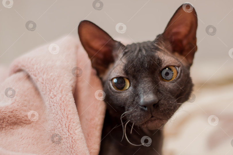 Скачать Кошка-сфинкс темного окраса лежит под одеялом фотосток Ozero