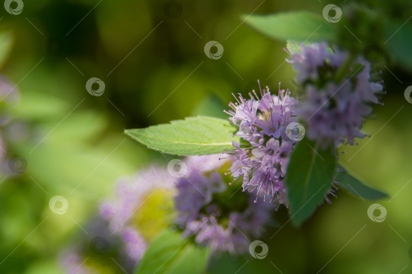 Скачать Пеннироял, или мята (Mentha pulegium) - многолетнее растение, вид рода Mentha семейства Ламиевые. фотосток Ozero