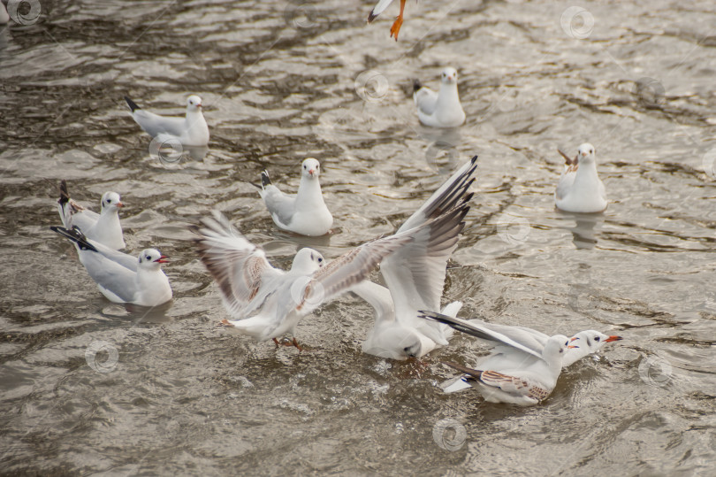 Скачать Белые чайки парят в небе и плавают по воде фотосток Ozero