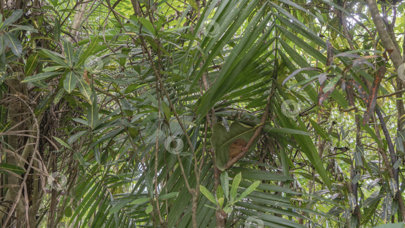 Скачать Крошечный долгопят Tarsius syrichta, эндемик Филиппин, спит на ветке фотосток Ozero