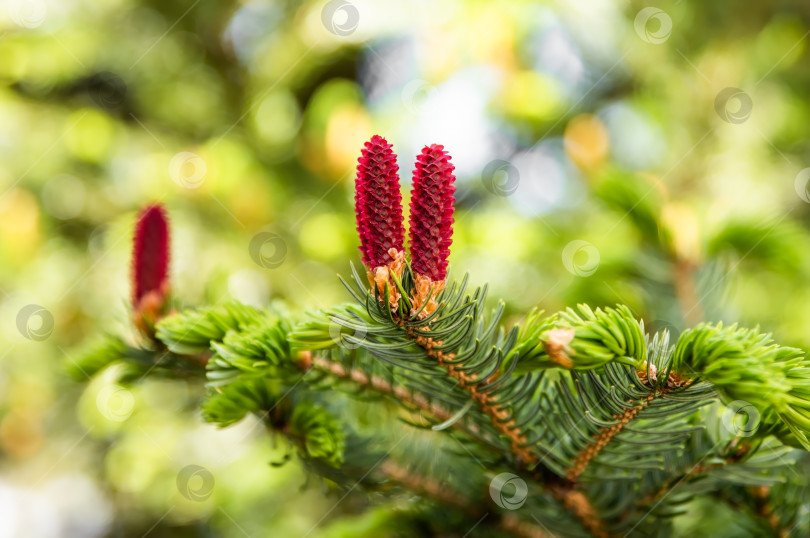 Скачать Picea jezoensis, ель темнокорневая или Эзо-ель, произрастающая на Дальнем Востоке России фотосток Ozero