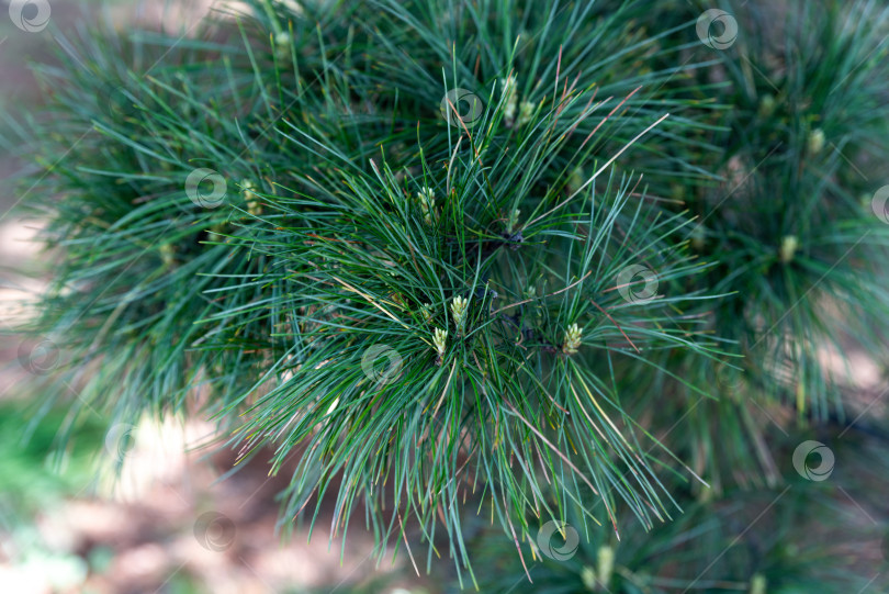 Скачать Pinus koraiensis siebold, или корейская сосна, крупным планом, Дальний Восток России фотосток Ozero