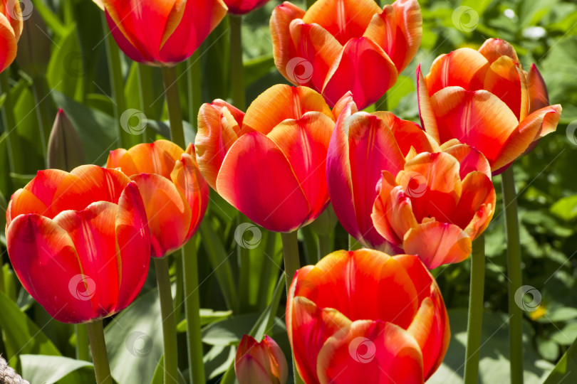 Скачать Красивые ярко-красные тюльпаны фотосток Ozero