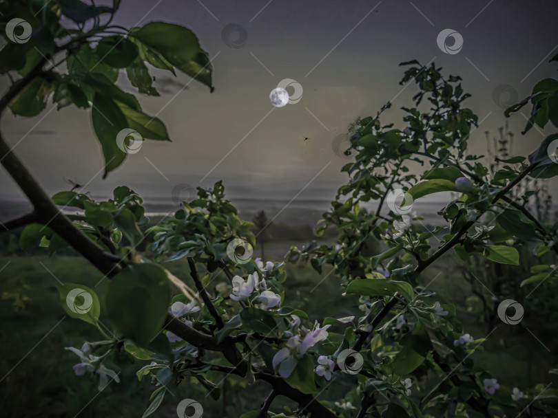 Скачать Свет весеннего полнолуния на цветущей яблоне перед восходом солнца фотосток Ozero
