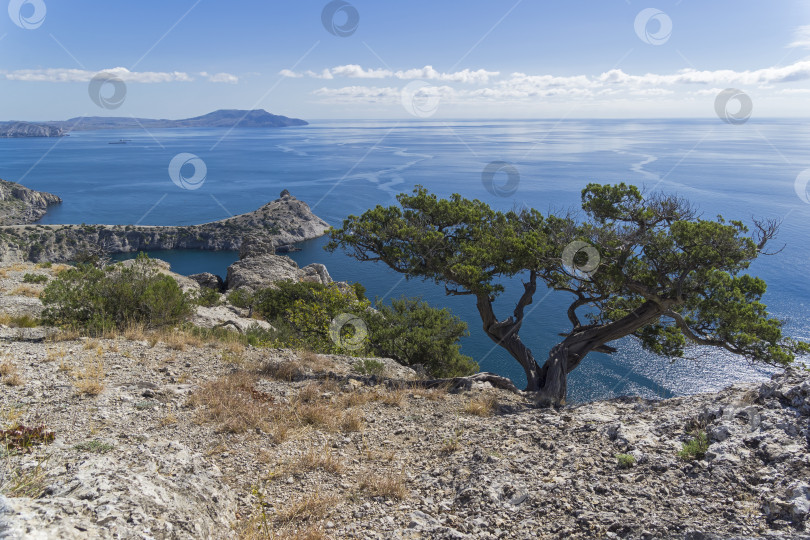 Скачать Можжевельник на утесе над морем. фотосток Ozero