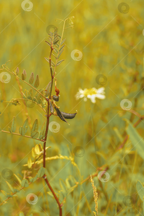 Скачать Семена цветков фасоли на летнем поле фотосток Ozero