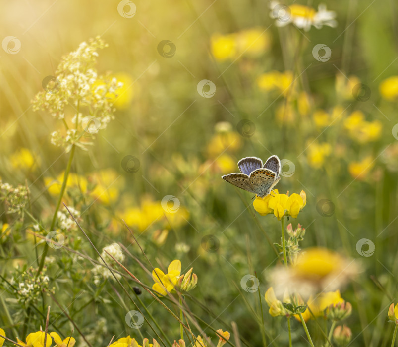 Скачать Бабочка и желтые цветы на летнем поле фотосток Ozero