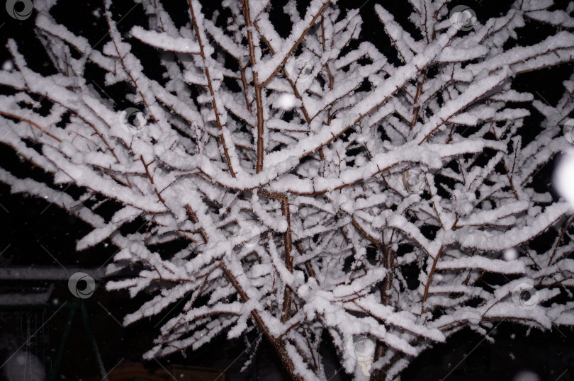 Скачать Дерево абрикоса в апрельском снегу фотосток Ozero