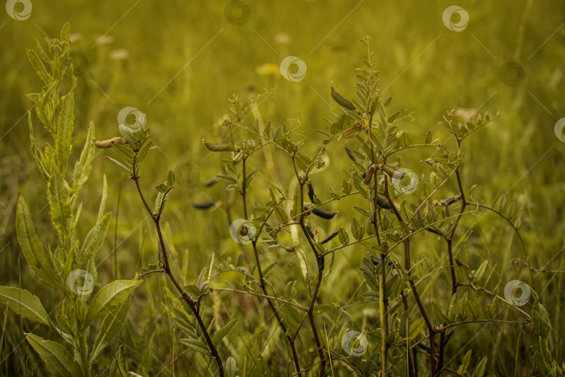 Скачать Высушенные семена цветков фасоли в жарком поле фотосток Ozero