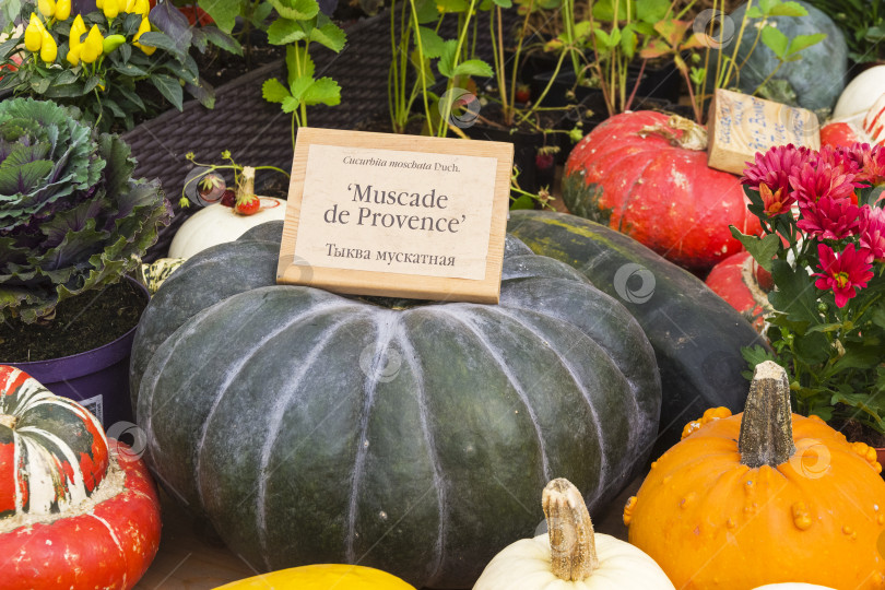 Скачать Тыква вида Cucurbita moschata фотосток Ozero