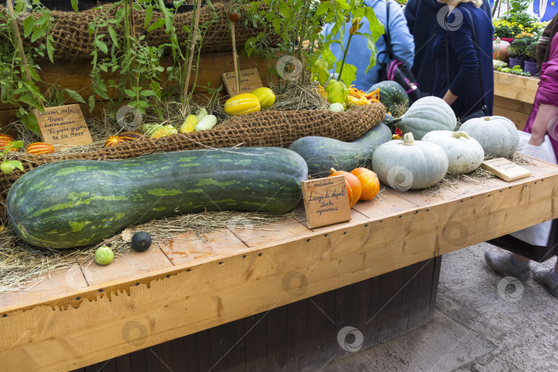 Скачать Тыква вида Cucurbita moschata фотосток Ozero