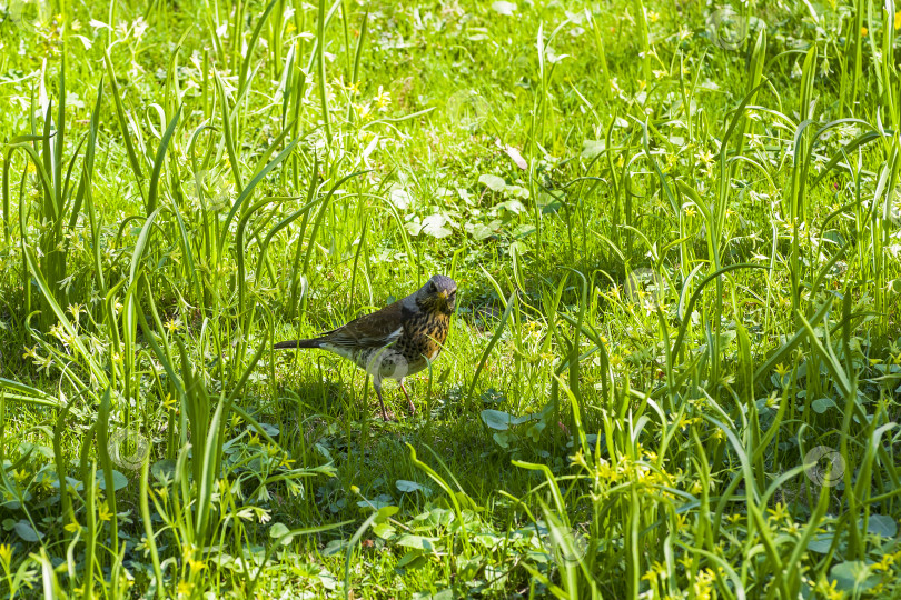 Скачать Полевая птица (Turdus pilaris) в траве. фотосток Ozero