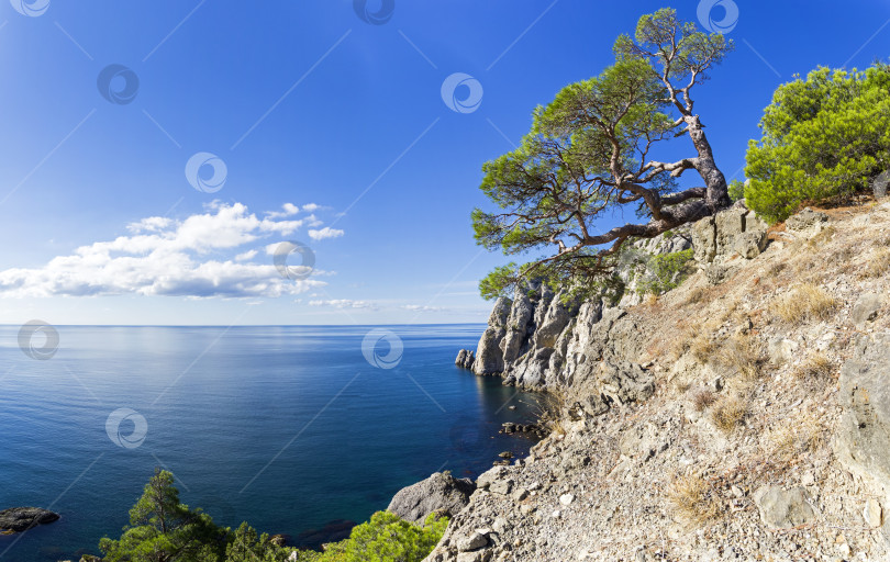 Скачать Красивая реликтовая сосна на скале над морем. фотосток Ozero