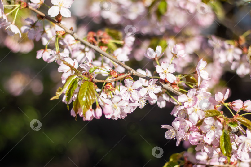 Скачать Крупным планом лепестки цветущей вишни на веточке в полном цвету фотосток Ozero
